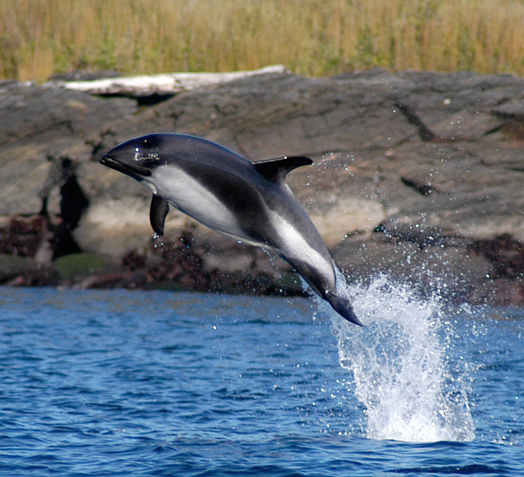 Delfines
