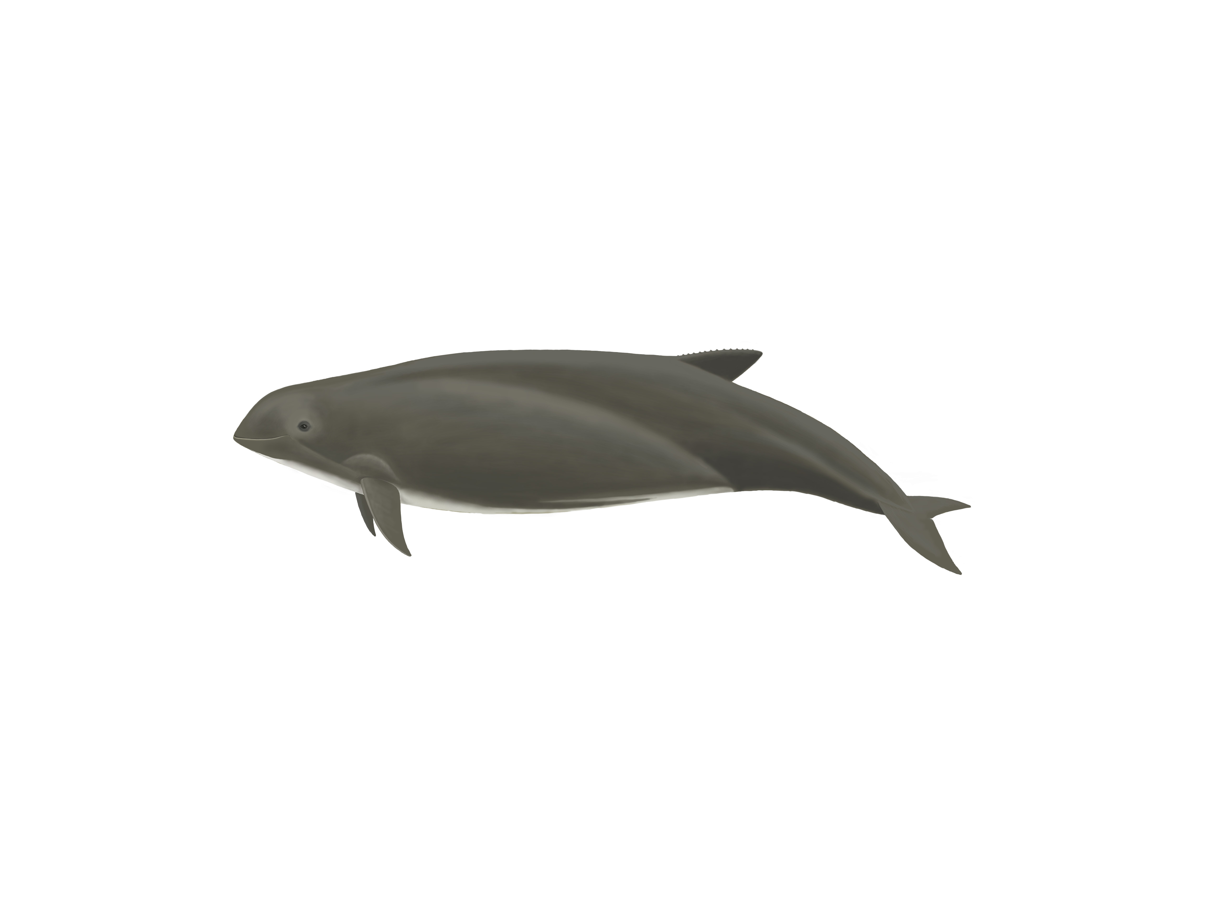 Ilustración de la Especie