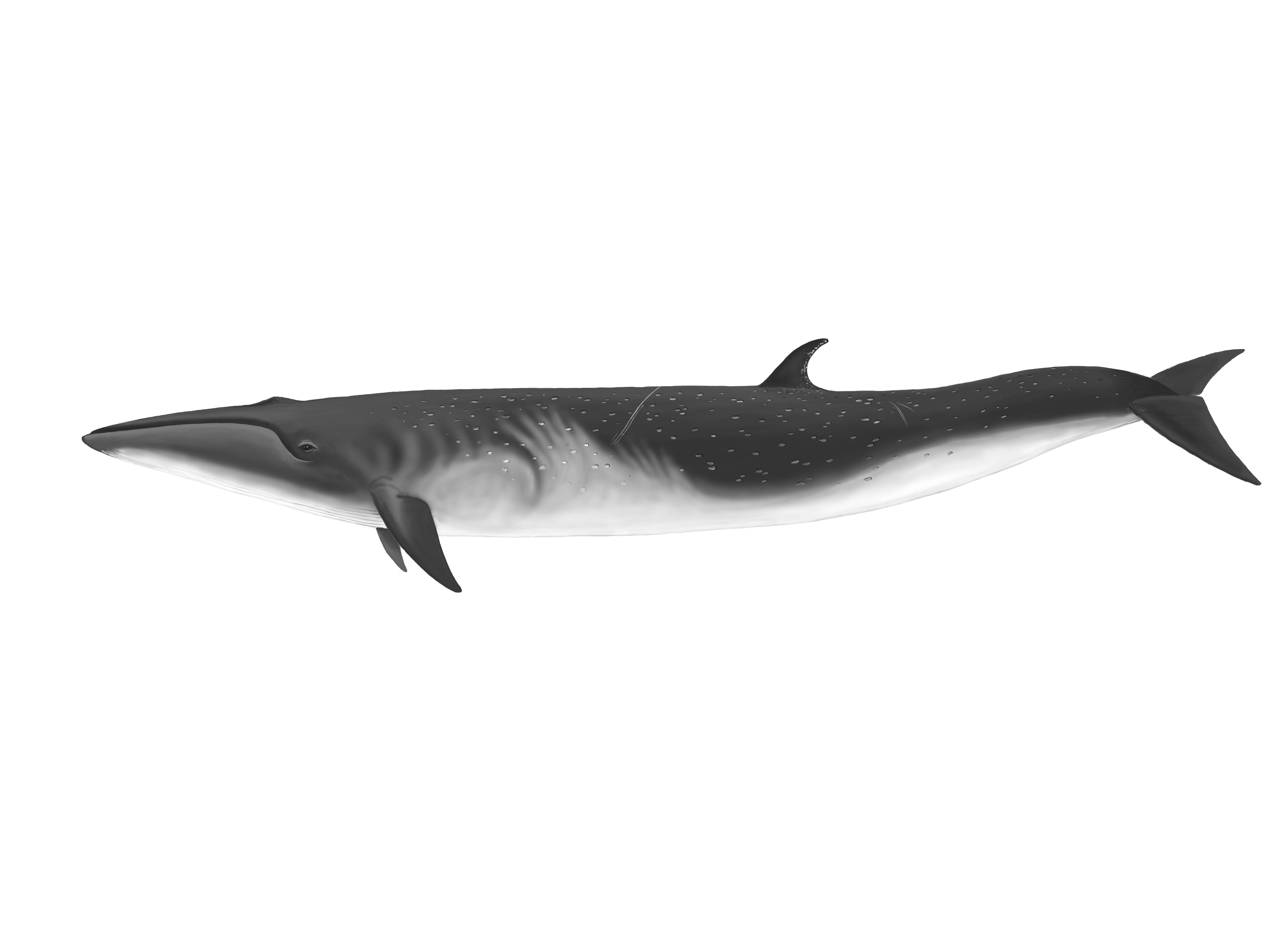 Ilustración de la Especie