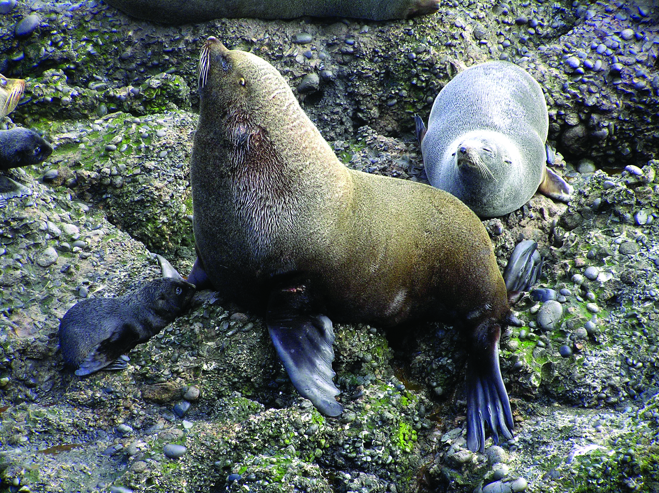 Lobos Marinos