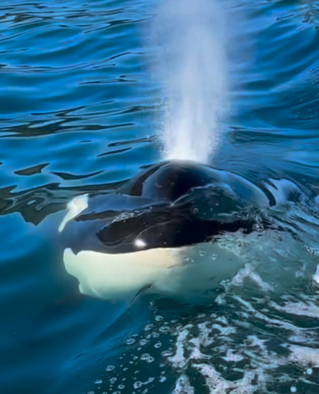 Orcas